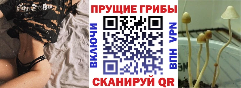Галлюциногенные грибы Psilocybe  Шебекино 