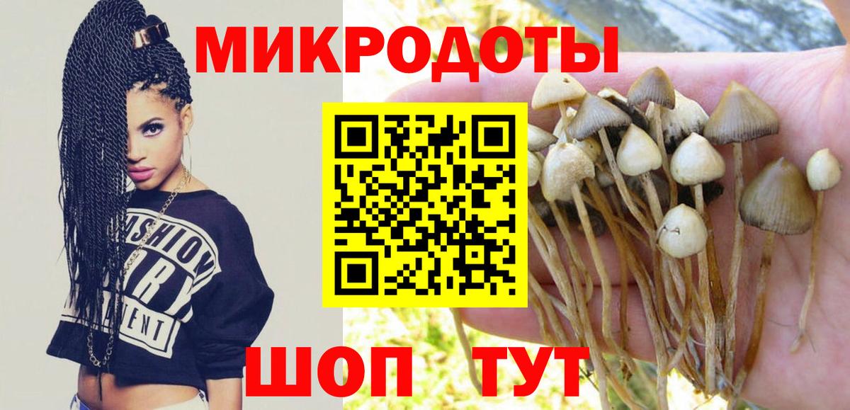 Галлюциногенные грибы Psilocybine cubensis Шебекино