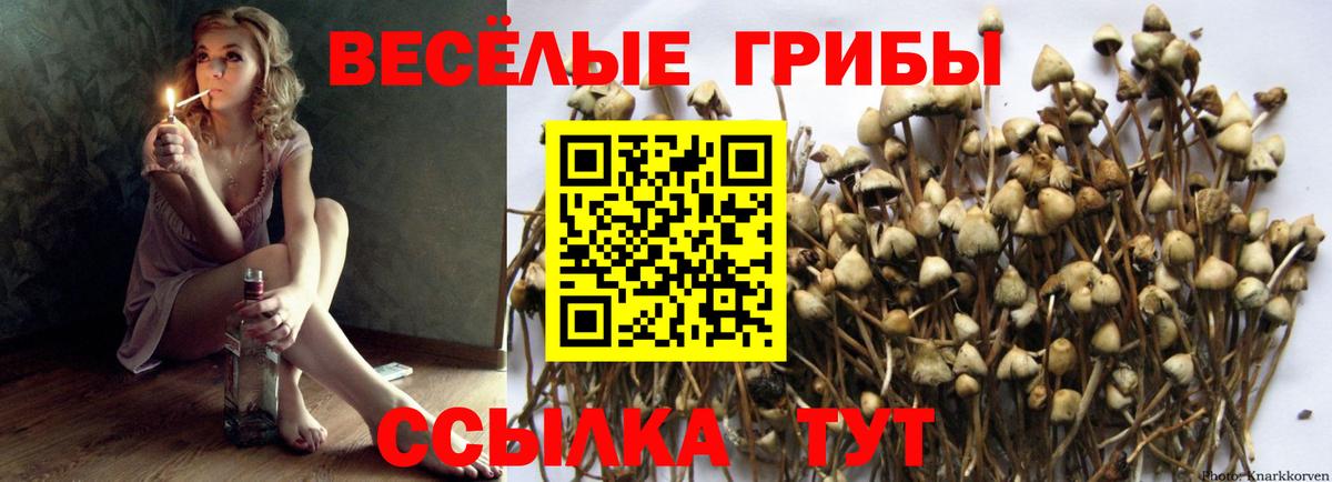 Шебекино  Псилоцибиновые грибы Psilocybine cubensis  Вход с VPN 